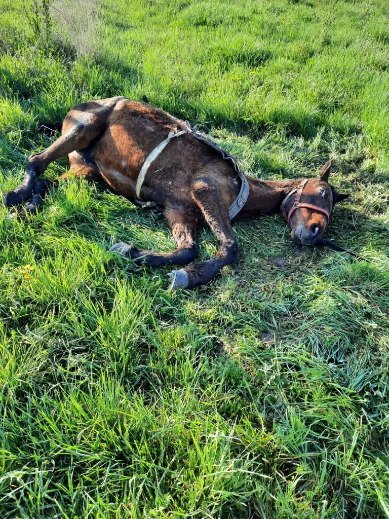 Bărbat anchetat după ce şi-a abandonat calul bătrân şi bolnav pe un teren viran