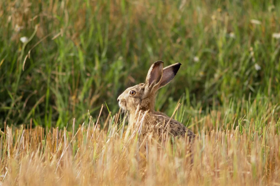 Pescar împuşcat de un vânător, care l-a confundat cu un iepure