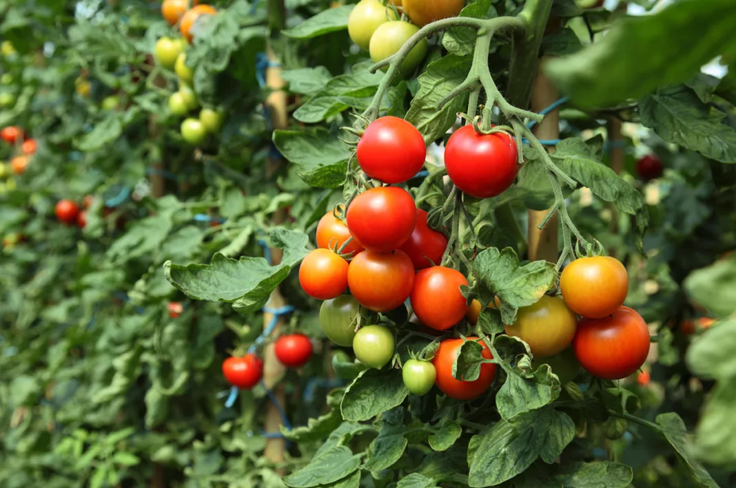 Programul este destinat fermierilor care cultivă tomate în spații protejate