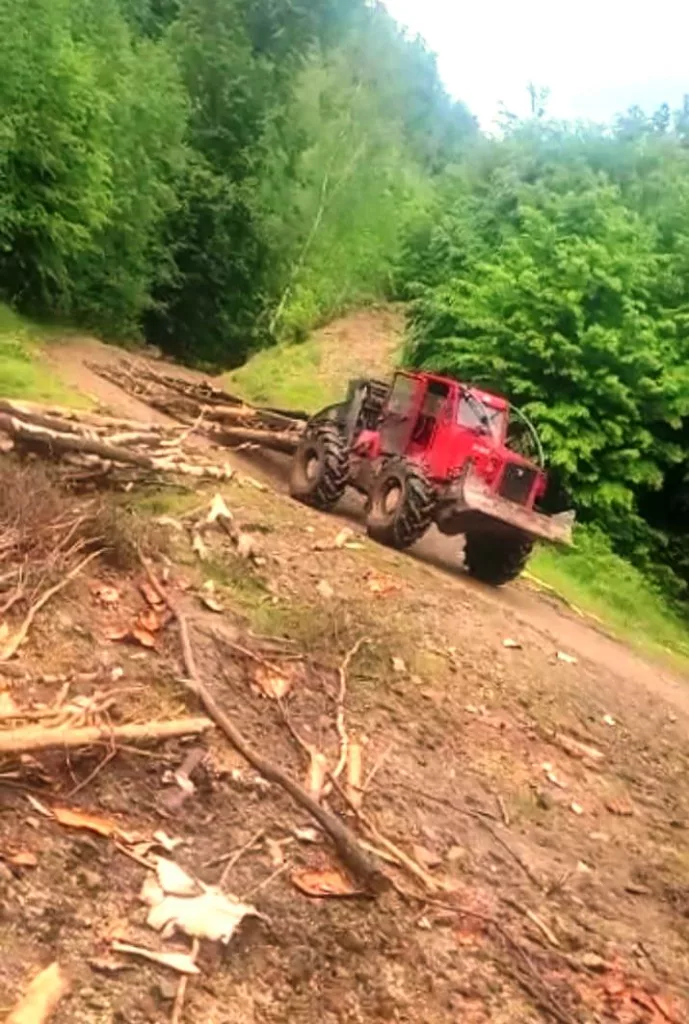 Jandarmii gorjeni au descins la tăietorii de lemne de pe Valea Galbenului