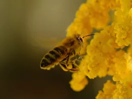 UE înregistrează o înmulțire a albinelor crescute în scop comercial