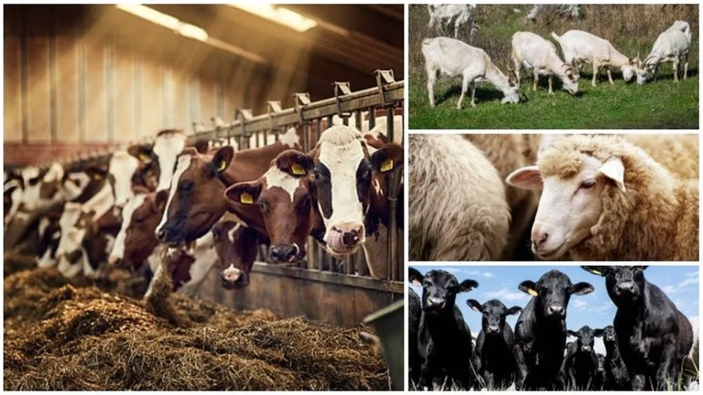 Sprijin financiar de peste 16,6 milioane lei pentru crescătorii de animale