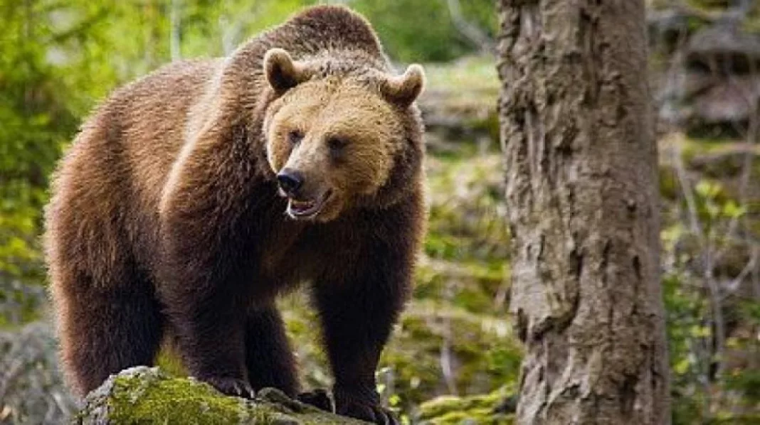 Un cetăţean a fost atacat de o ursoaică