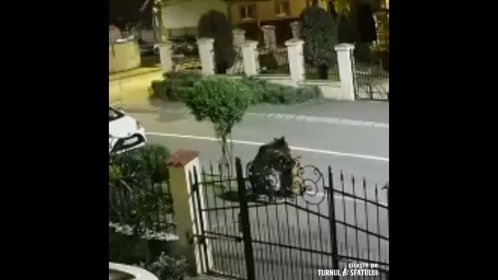 Prezenţa unui urs, semnalată într-un cartier din  Sibiu