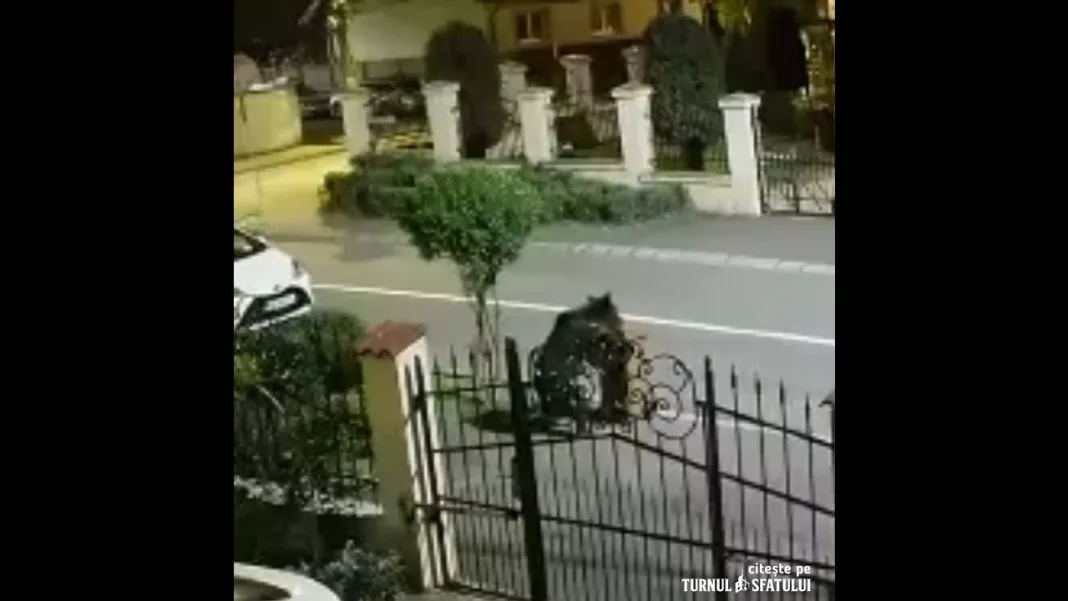 Prezenţa unui urs, semnalată într-un cartier din Sibiu
