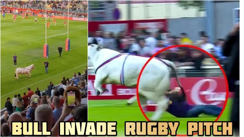 Un taur a fugărit jucătorii înaintea unui meci de rugby