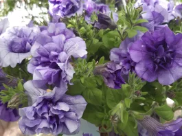 Cum alegem pământul de flori