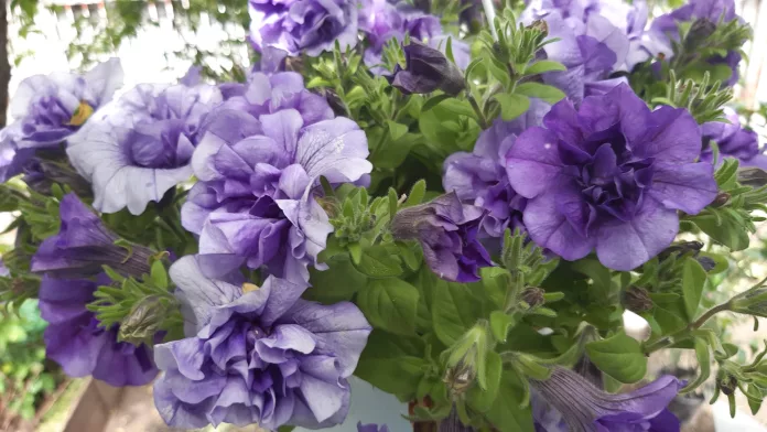 Cum alegem pământul de flori