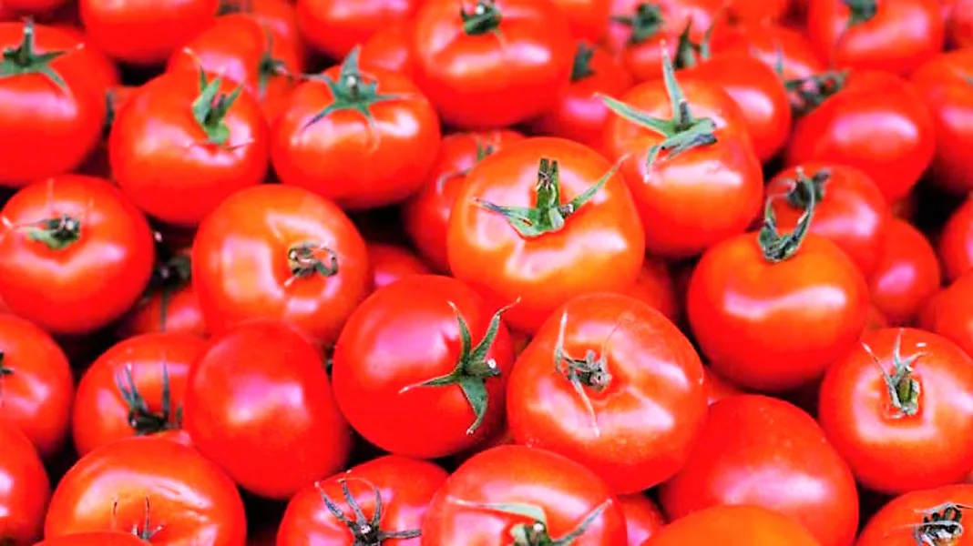 Producătorii români de tomate și usturoi vor primi ajutor de la CE