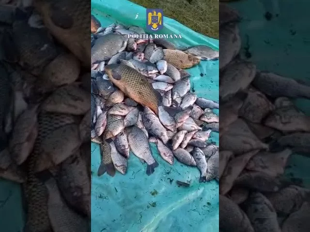 (VIDEO) Vâlcea: 2 bărbați, cercetați pentru că pescuiau ilegal
