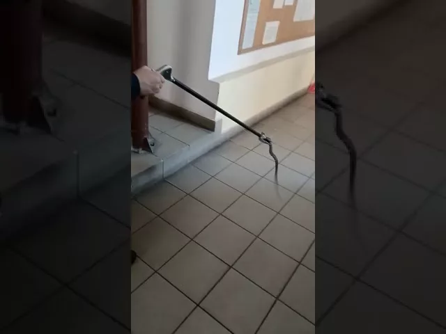 (VIDEO) Jandarmii mehedințeni au prins doi șerpi în două zile