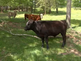 O cireadă de vaci a ajutat poliția să prindă un infractor
