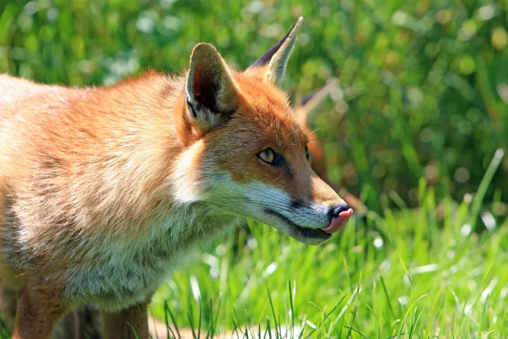 Gorj: Animalele sălbatice fac prăpăd în gospodării