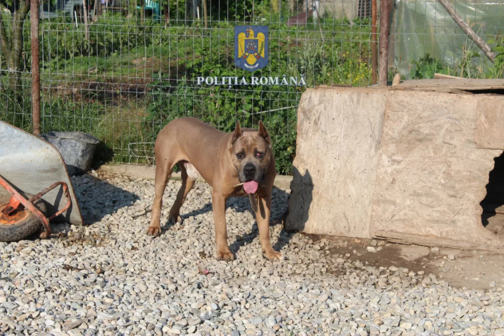 Dolj: Percheziții la proprietățile unui medic veterinar