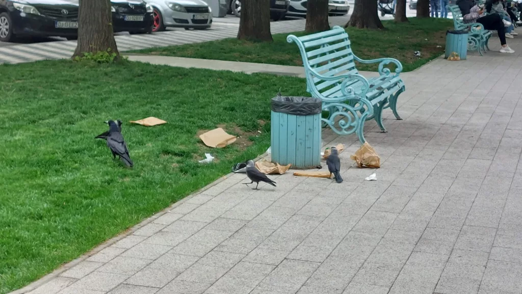 Cra-Cra-Craiova, sub asaltul ciorilor
