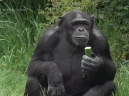 Koko s-a născut la Dudley Zoo din West Midlands în 1973