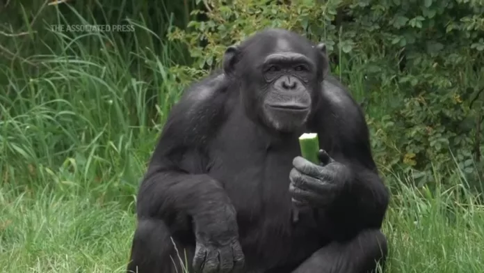 Koko s-a născut la Dudley Zoo din West Midlands în 1973