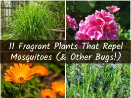 Plante care te scapă de țânțari