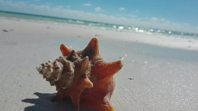 Şase plaje de pe litoralul românesc au primit eticheta de calitate Blue Flag Şase plaje de pe litoralul românesc au primit eticheta de calitate Blue Flag