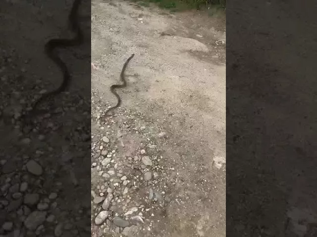 (VIDEO) Un șarpe a fost scos de jandarmi dintr-un aparat de cafea