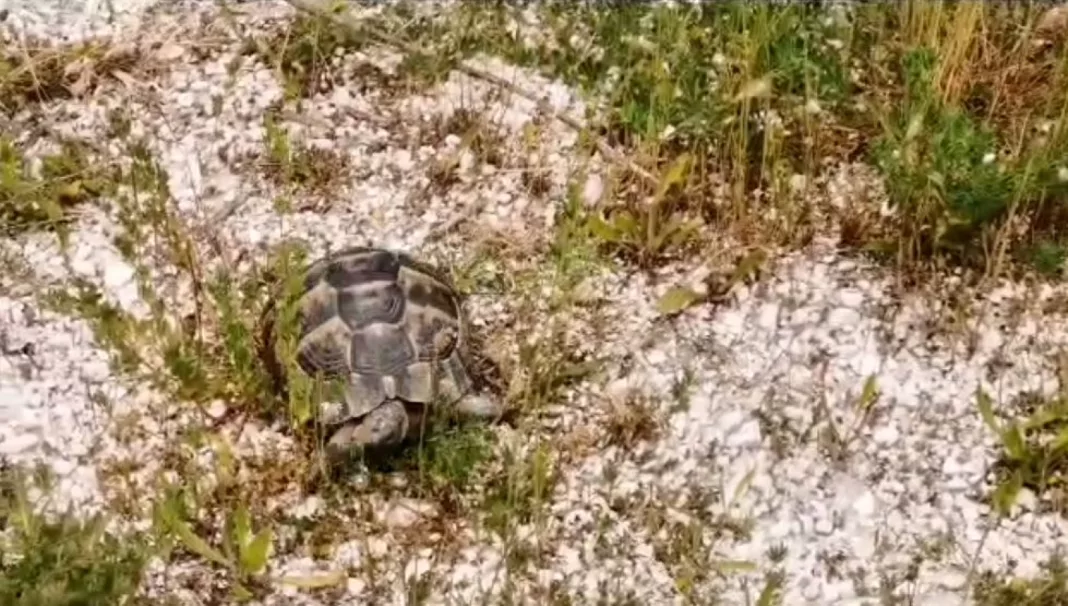 O broască țestoasă dobrogeană, deținută ilegal, eliberată de autorități