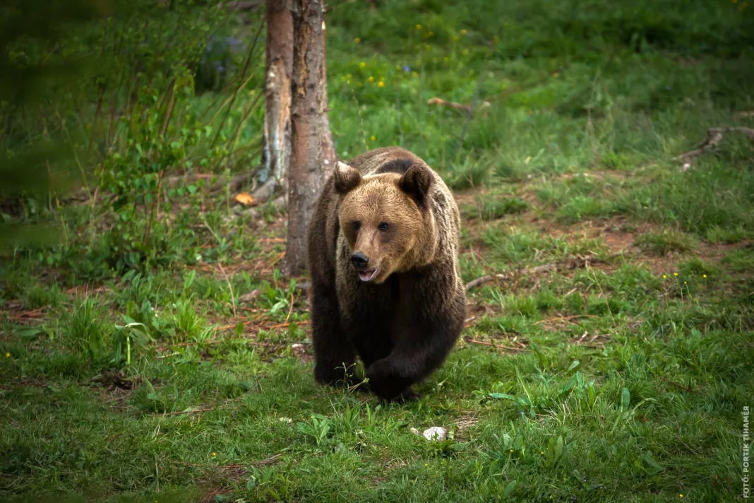 Un urs a furat o plasă cu pâine dintr-o casă din Baia de Fier