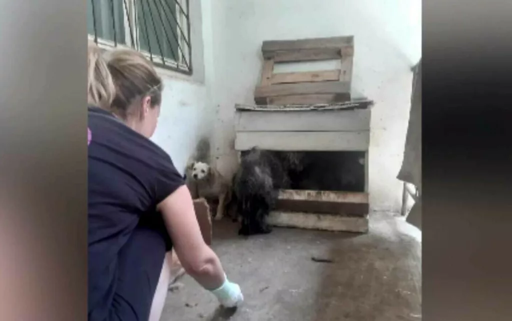 Zece câini înfometați și bolnavi, găsiți în curtea unui bărbat
