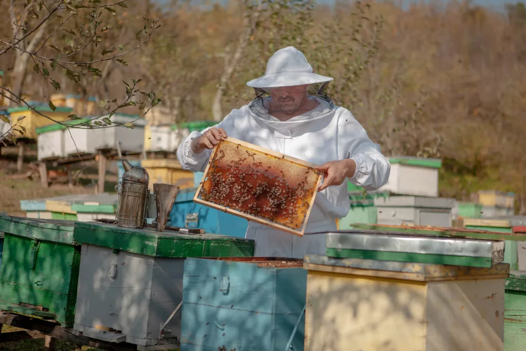 APIA primește cereri de plată pentru intervenţiile aferente sectorului apicol 2023