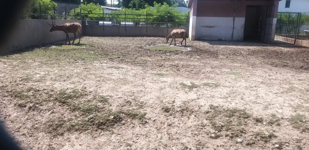 Căprioarele se adapă din ochiuri de apă infectă