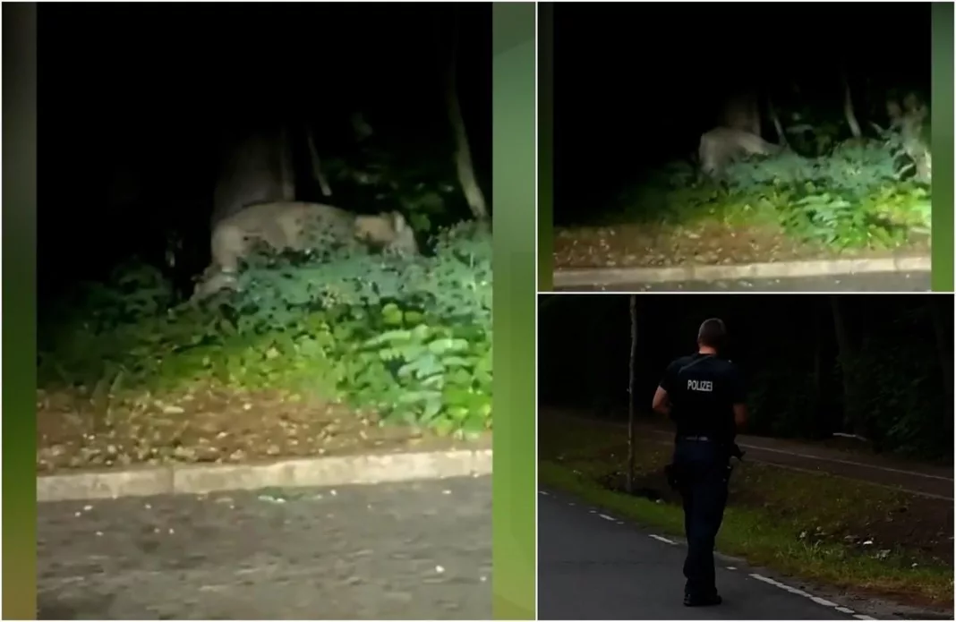 Leoaica văzută în Berlin ar fi fost un mistreț