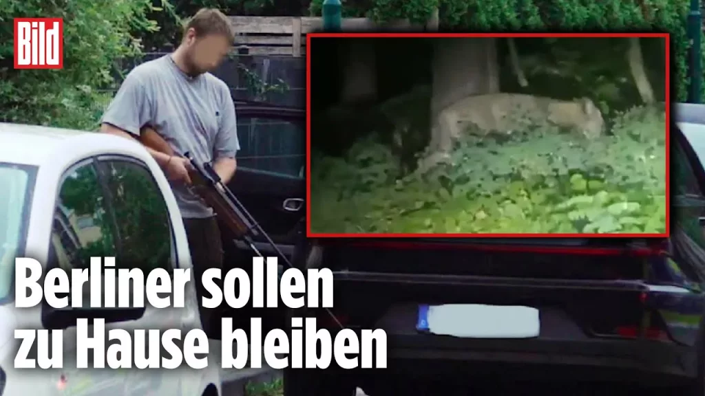 (VIDEO) Un leu umblă liber pe străzile din Berlin