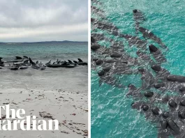 Peste 100 de balene au fost văzute în largul plajei Cheynes Beach, în apropiere de Albany