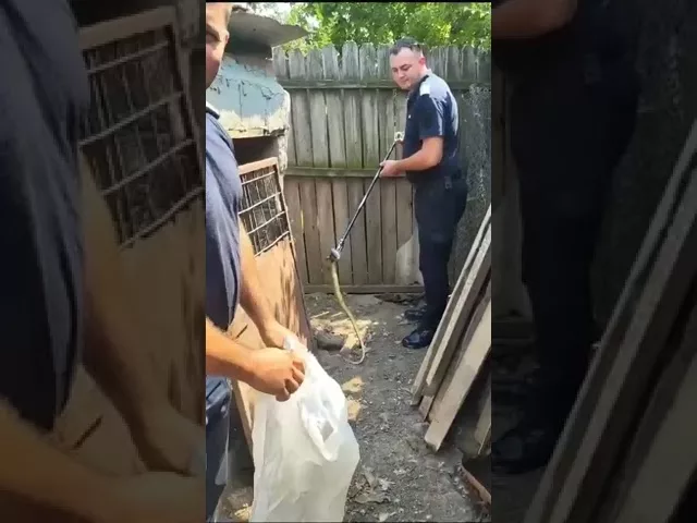 (VIDEO) Șarpe îndepărtat de jandarmi dintr-o gospodărie din Vânju Mare