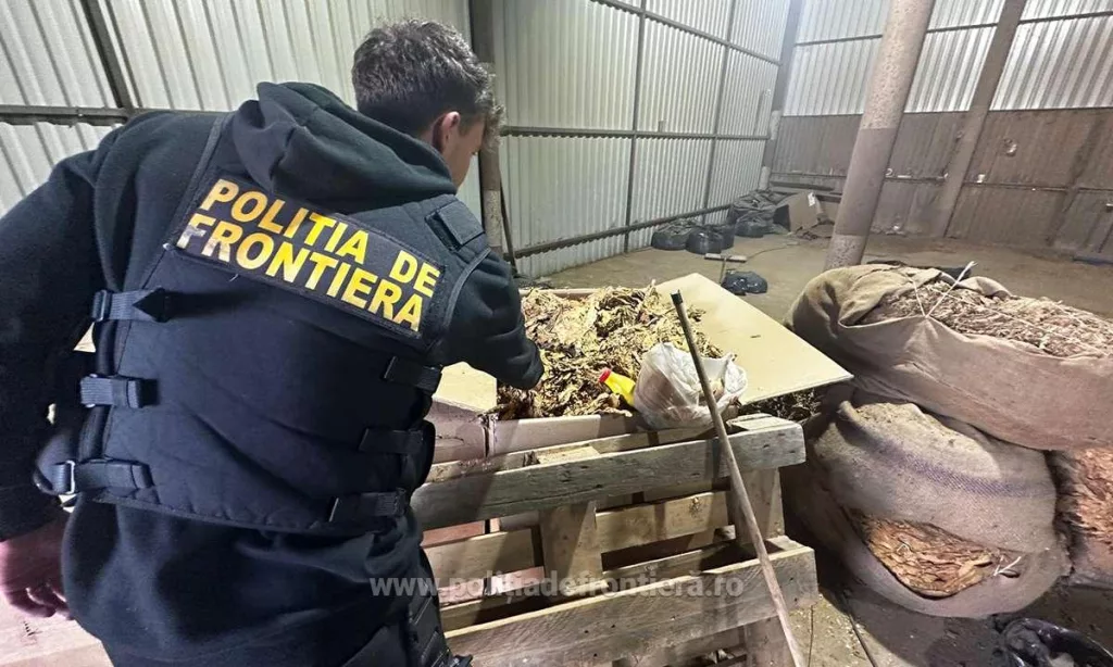 (VIDEO) Percheziții la contrabandiști de tutun