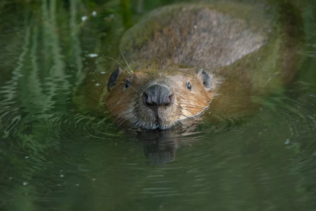 Animalul care a fost reintrodus în fauna României, după ce dispăruse din țară în urmă cu un secol