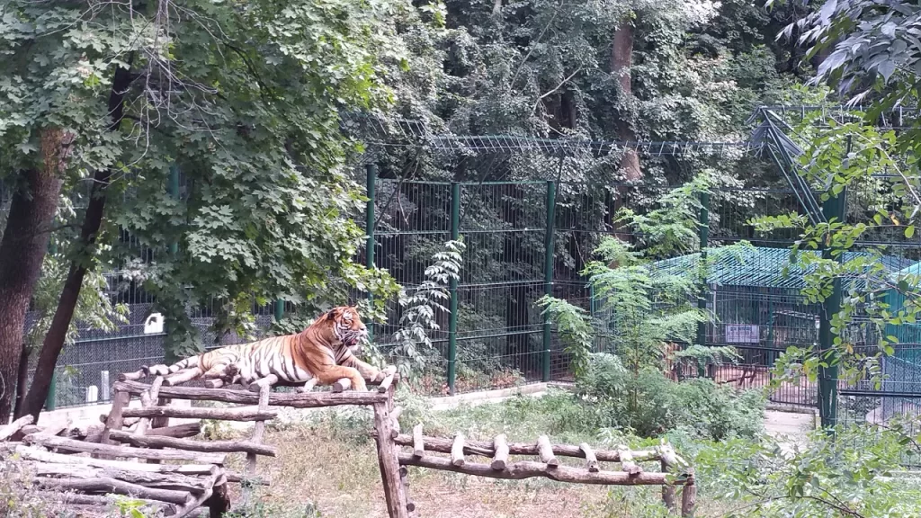 Bărbat muşcat de tigru la Grădina Zoologică din Bârlad