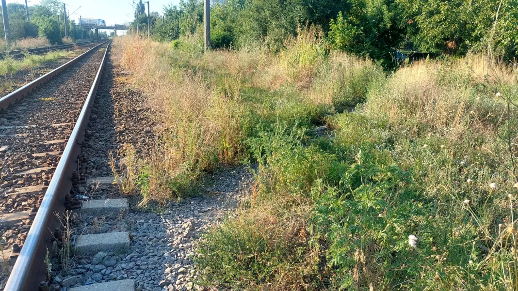 Zona de cale ferată din Craiova geme de ambrozie