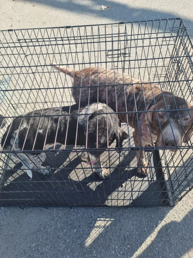Polițiștii au ridicat 13 câini crescuți în condiții necorespunzătoare într-o gospodărie din Târgu Jiu