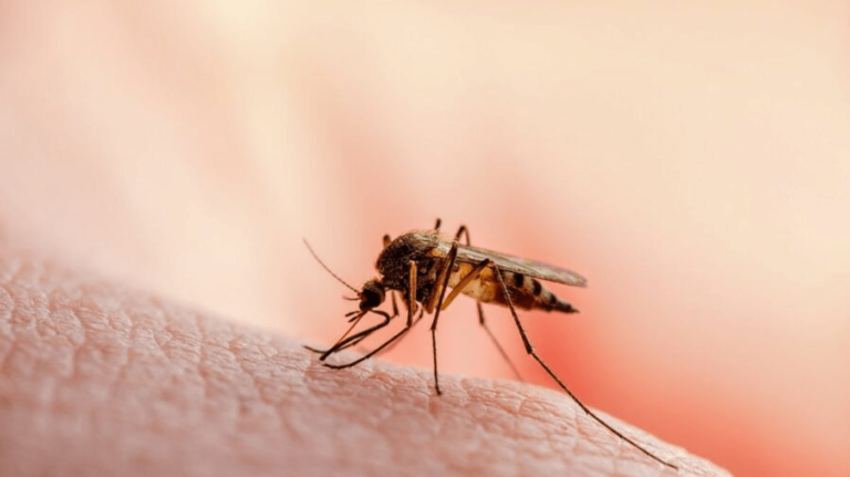 58 de îmbolnăviri cu West Nile în România, dintre care trei soldate cu deces, în vara lui 2026