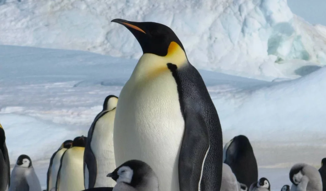 Dispariţie catastrofală a puilor de pinguin imperial, în Antarctica