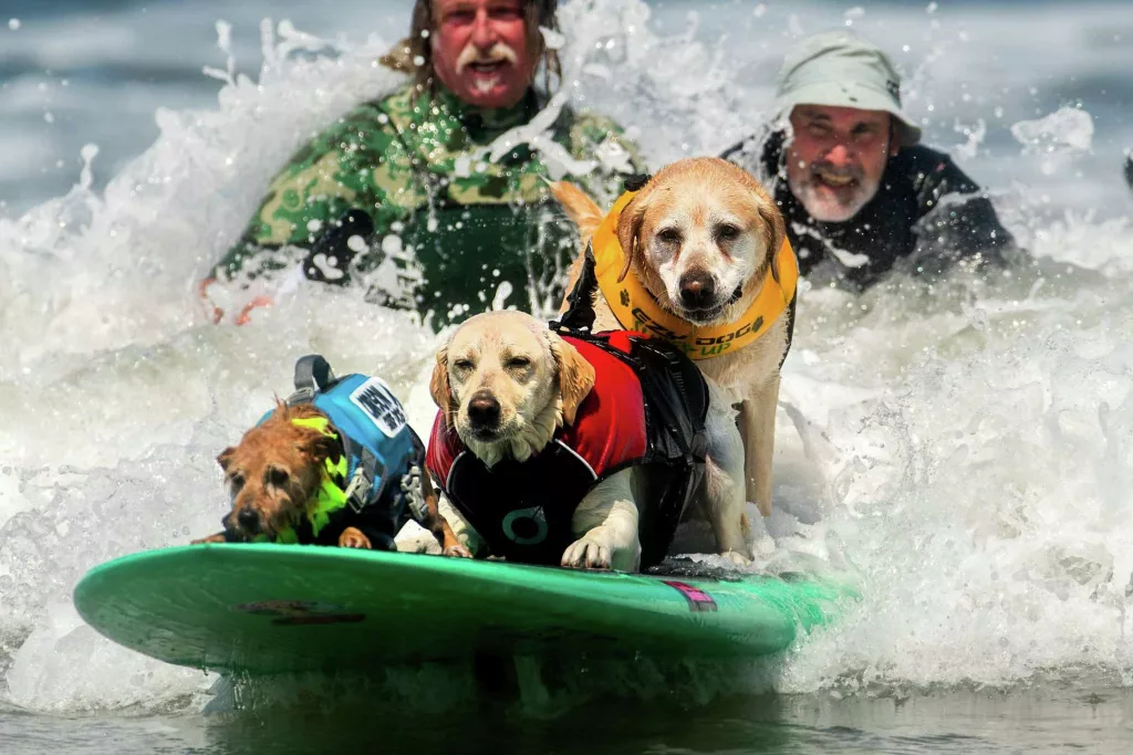 Câinii au propriul campionat de surf