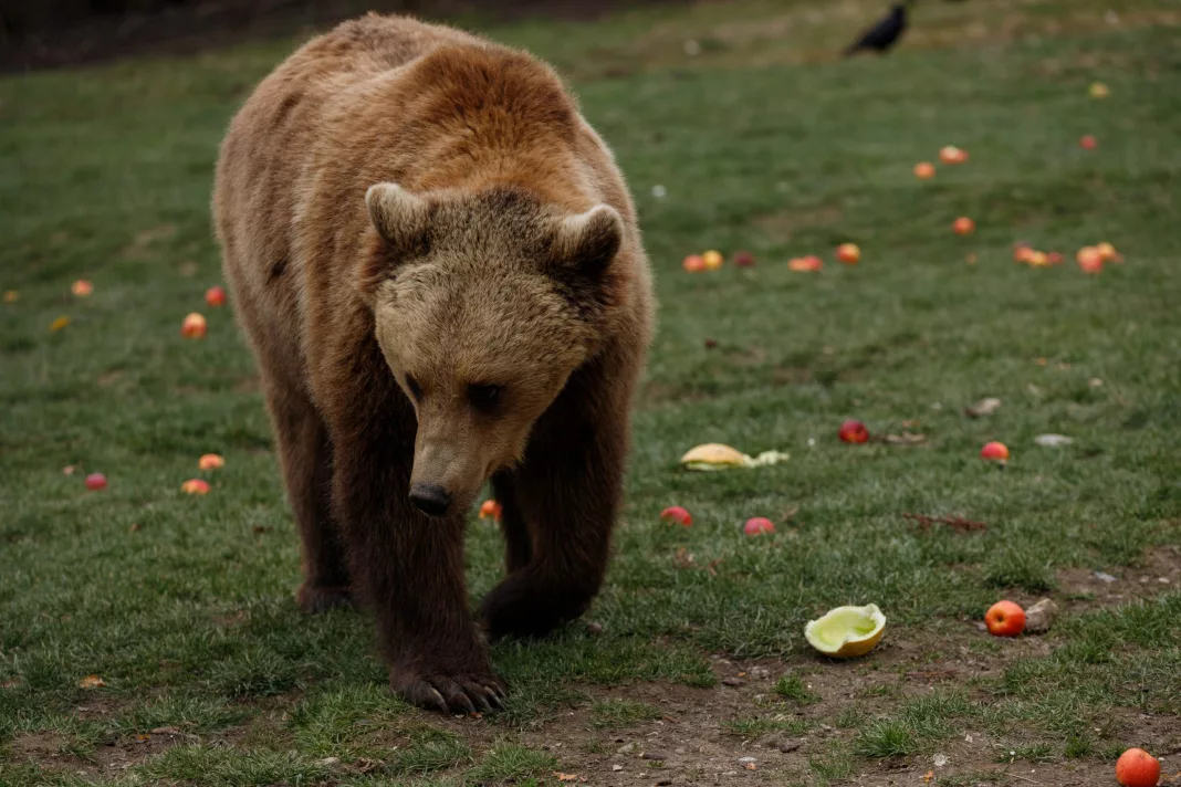 Ursul căutat de peste o lună în zona oraşului Ploieşti a fost capturat