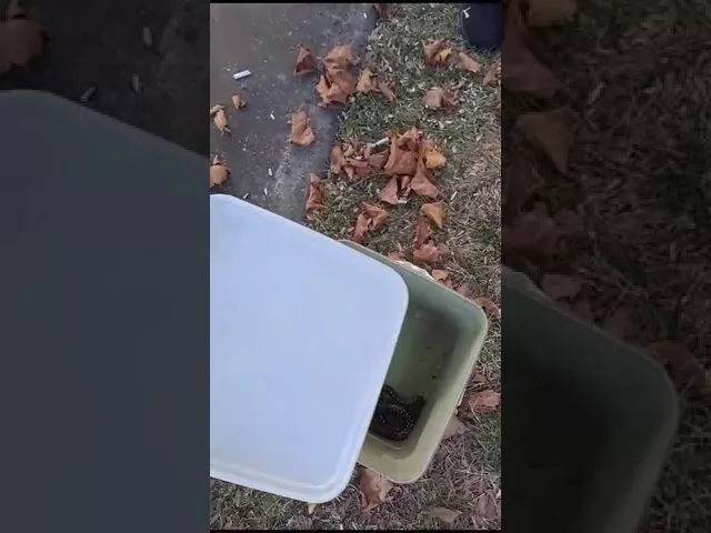 (VIDEO) Jandarmii mehedințeni au îndepărtat un șarpe dintr-un parc
