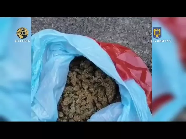 (VIDEO) Craiovean, reținut pentru trafic de droguri de risc