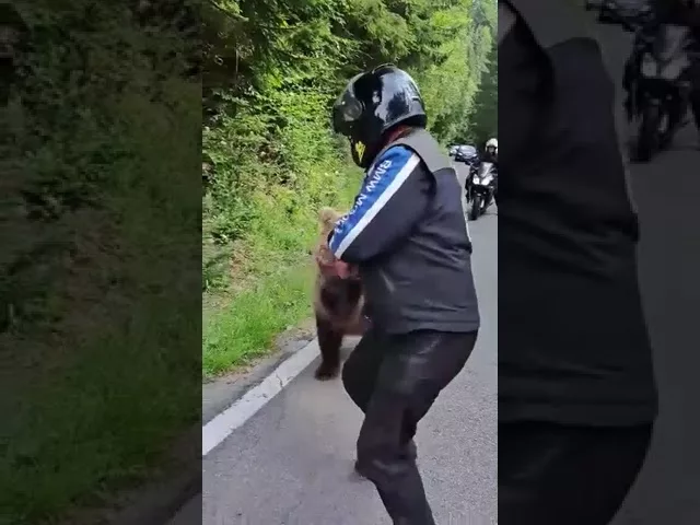 (VIDEO) Un motociclist, atacat de urs pe Transfăgărășan
