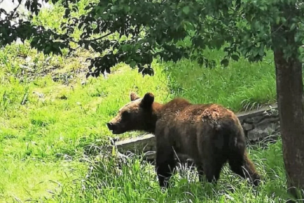 Comună din Gorj, monitorizată din cauza urșilor
