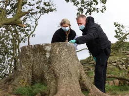 Un sexagenar, arestat după doborârea unui copac legendar, din Marea Britanie