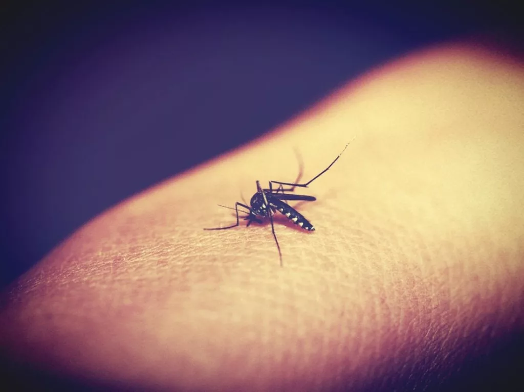 42 de cazuri confirmate şi două probabile de infecţie cu virusul West Nile