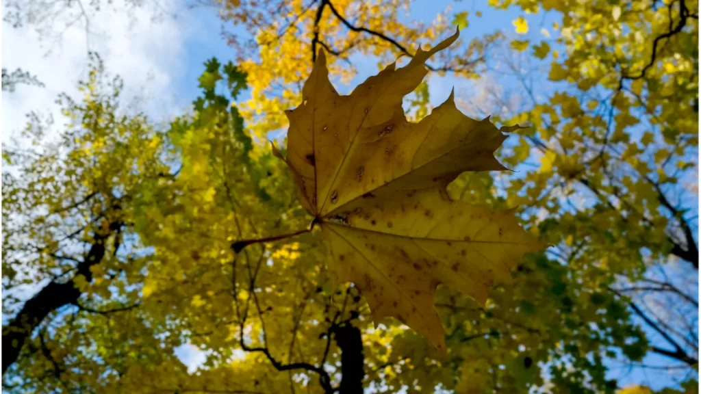 Cum va fi vremea în următoarele două săptămâni din septembrie