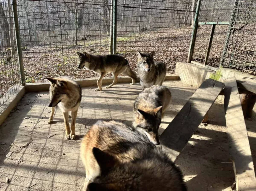 O fetiţă a fost muşcată de un lup la Grădina Zoologică